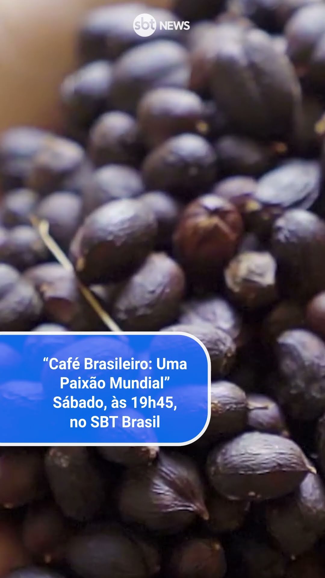 “Café Brasileiro: Uma paixão Mundial”: novo episódio mostra protagonismo feminino na cafeicultura