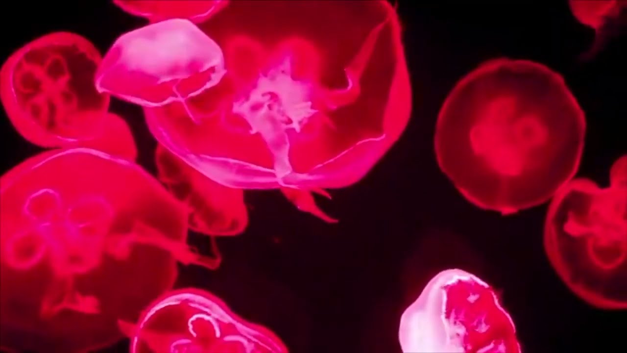 Watch DR. GABBA - Jellyfish on YouTube Watch DR. GABBA - Jellyfish on YouTube