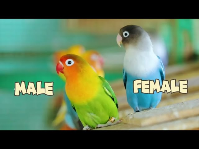 how to tell if your lovebird is male or female | lovebirds gender