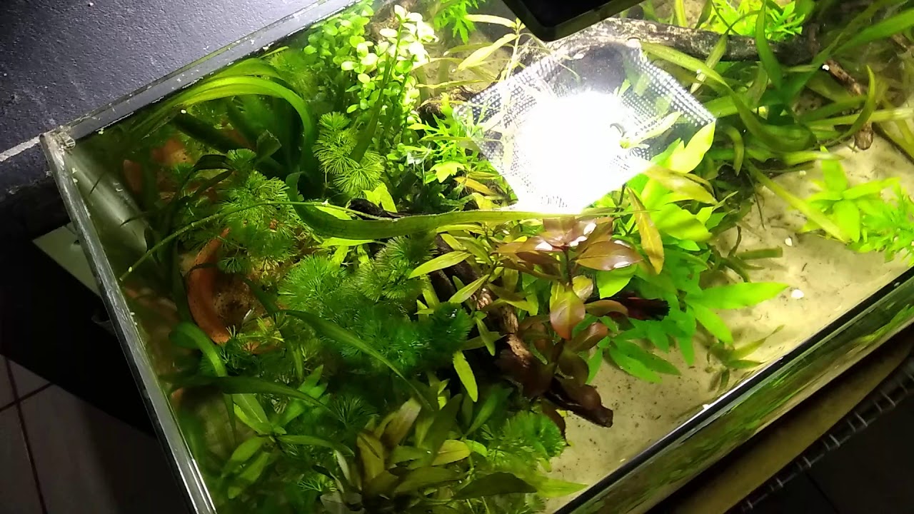 Húmus de minhoca  em aquário será que funciona🙄⁉️