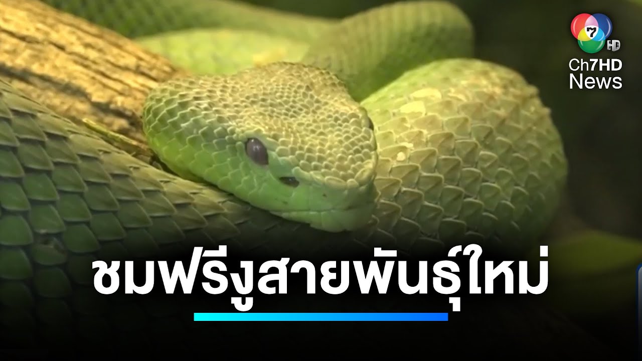 เปิดให้ชมฟรี ! งูสายพันธุ์ใหม่ของโลก-งูหายาก | เจาะประเด็นข่าว 7HD