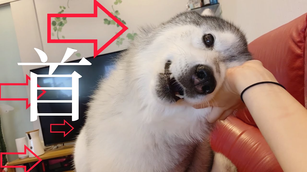 お姉ちゃんの帰宅で甘えまくり 嬉しすぎて首の角度が怪しいハスキー いぬのきもちweb Magazine お姉ちゃんの帰宅で甘えまくり 嬉しすぎて首の角度が怪しいハスキー いぬのきもちweb Magazine