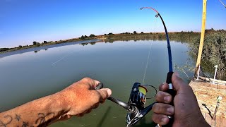 CARP FISHING WITH AN ICE FISHING ROD, MY ROD GOT PULLED INTO THE WATER