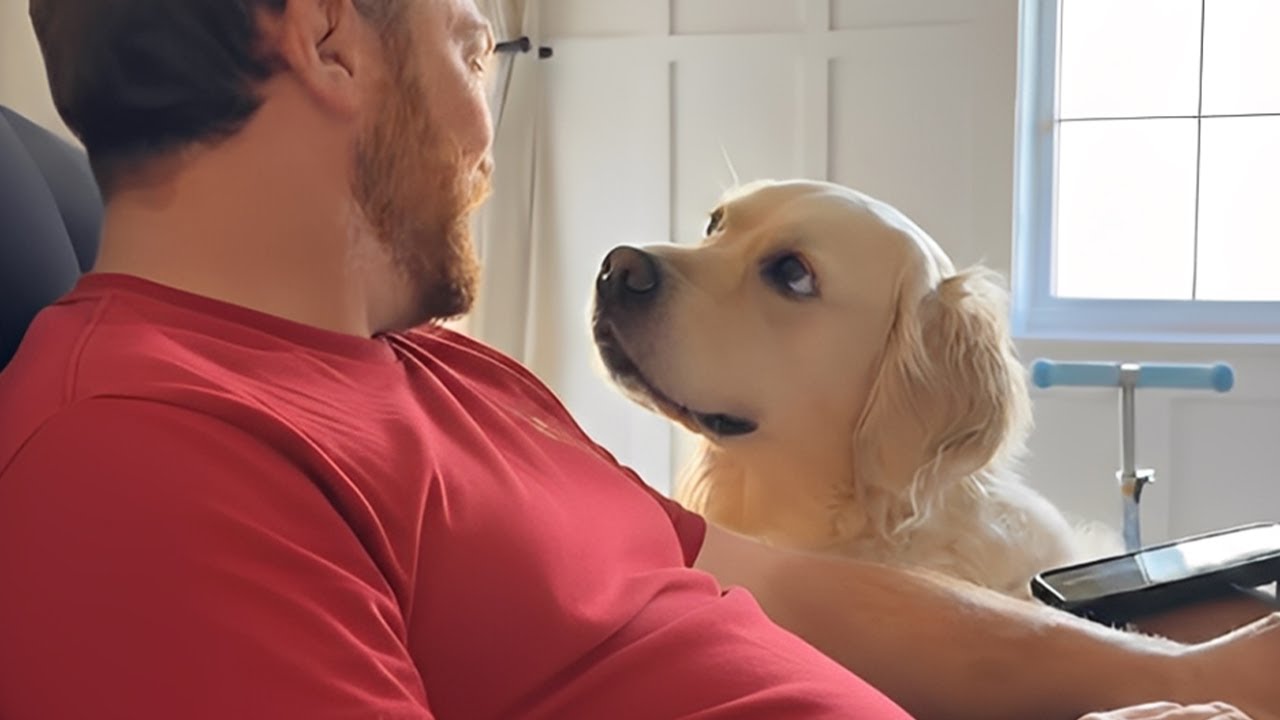 The Most Dramatic Dogs Overreacting to Their Owners! 🐶😂 Funny Dog and Human Videos