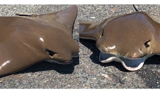 بعد معاناة رهيبة صيد سمكة الحداية او البقرة وتنظيفها /Catching a huge stingray & clean it