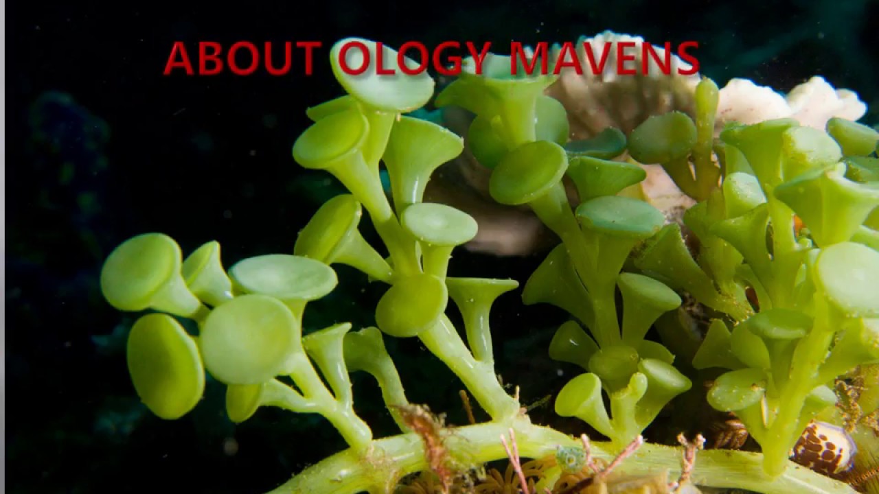 Plant Science Congress 2019 Ology Mavens promotional video