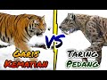 SMILODON VS HARIMAU ⁉️ EPIC BATTLE