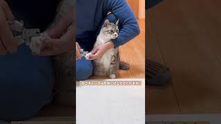 爪切りと猫 #猫 #cat #ねこチャックの日常 #保護猫 #猫のいる暮らし #猫動画 #ねこ #猫好きさんと繋がりたい