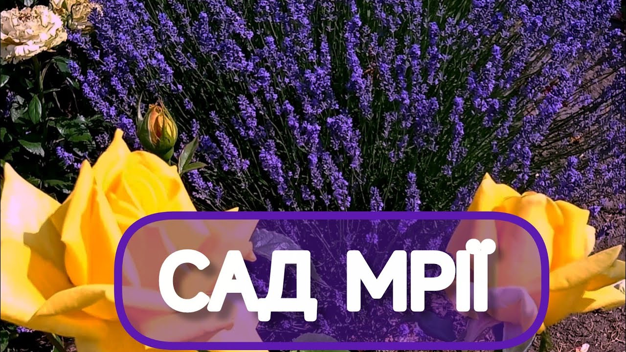 ТОП-15 фіолетових квітів, які змінять ваш сад до невпізнаваності