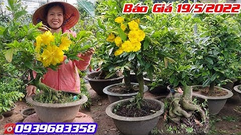 BG 19/5👉Hoàng Huyết Long🌼Cúc Thọ Hương Tàng💥Cúc Đại Đóa🌼Mai Đại Lộc🌼Giảo Thủ Đức☎️0939683358🌟Cần Thơ