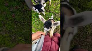 Watch my Goat kids Gang growing beautiful and healthy #goat #farm #animallover #farmlife #shorts