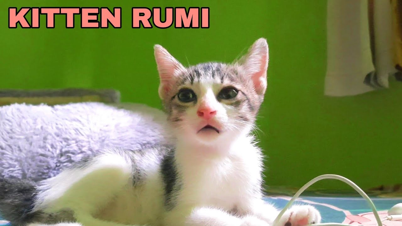 Kucing Rumi ANAK KUCING Rumi sedang asyik bermain di dekat ayah