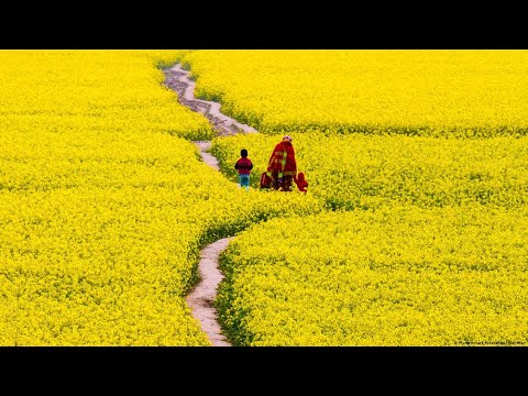 দিগন্ত জুড়ে সরিষা ফুলের সুন্দার্য,যত দূর চোখ যায় শুধু সরিষা আর সরিষা