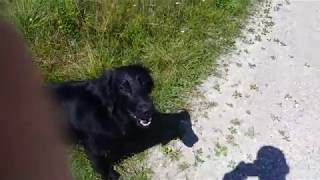 Flat Coated Retriever FCR training for working test  memory by Dogs and Wood 75 views 5 years ago 58 seconds