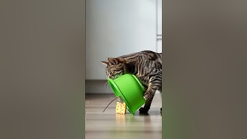 Shocking! 😱😱The cat sets a trap and waits in silence やばすぎ！😱😱猫は罠を仕掛けて静かに待っている #shorts #tabbycat #trap