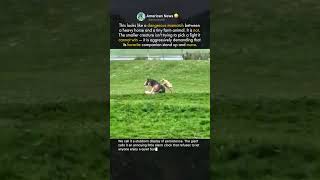 HORSE ALARM CLOCK
