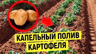 Капельный Полив Картофеля (Капельное Орошение)