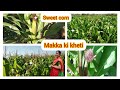 Corns farming in my village  makka ki kheti  corn crops in my village  corns cornfarming