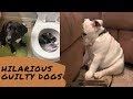 Tik Tok| Funny Guilty Dogs Compilations