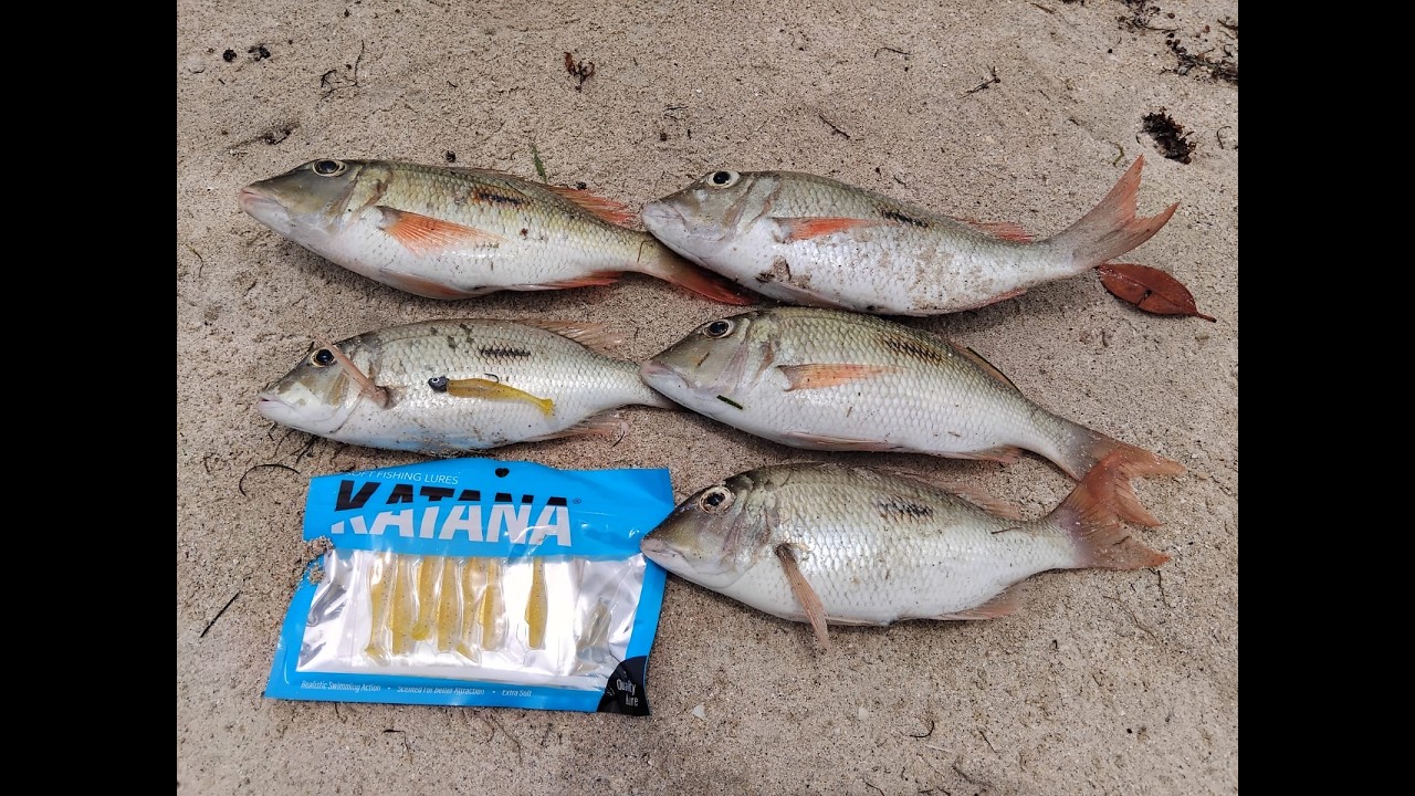 Thumbprint emperors on Katana softbait