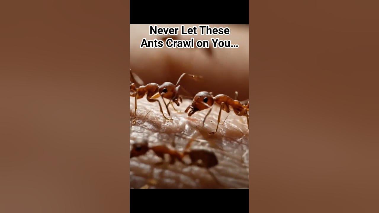 Never Let These Fire  Ants Crawl on You…#ant #viral #trending #science