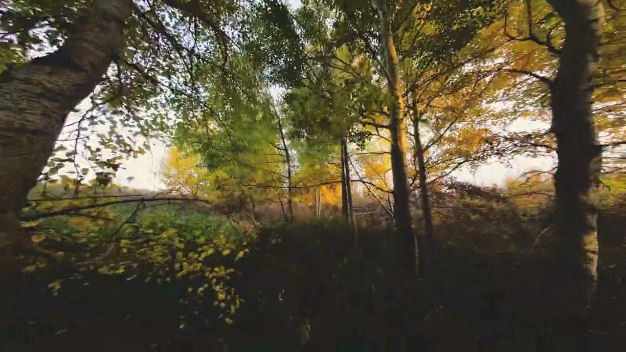 В лесу на паво20.