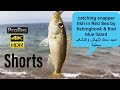 #catch #snapper fish 🐠 in Red Sea by #fishinghook &amp; find blue #lizard صيد سمكة النهاش واكتشاف سحلية