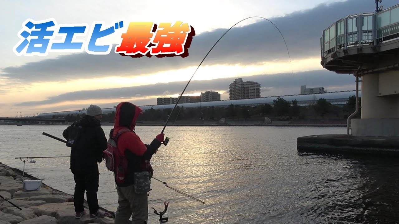 関西最強の釣り 活エビ撒き釣りが釣れすぎてヤバイ Youtube