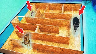 Who will get out of the maze first CAT, RACCOON or HAMSTER!? He gets $300