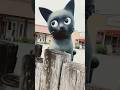 blacky...:) I think she's cute 😊 #cute #chatnoir #kyoto