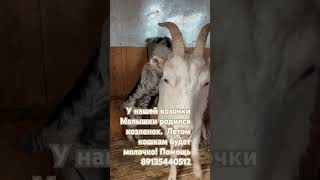 Сказки из жизни приют Хакасия  наши козочки помощь приюту 89135440512