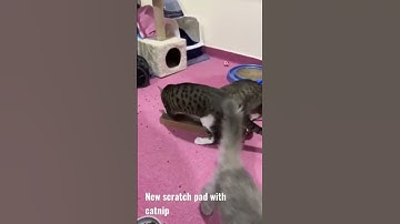Super cute active cats with their new scratch pad with catnip | Bee Positive