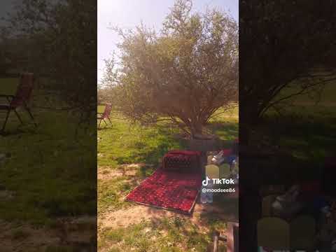 نعناعه يانعناعه