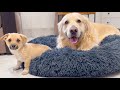 Puppy Loves to lie in bed with a Golden Retriever