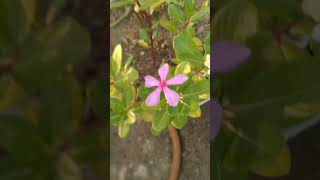 mini study vlog 🥰 subscrib my chennal #studentmotivation #sortvideo #class12 #study
