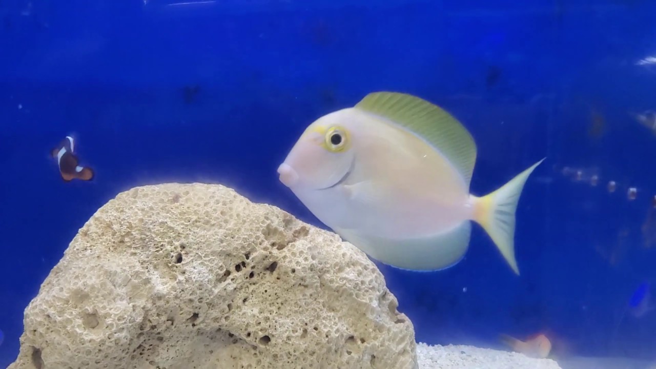 Sailfin Tang, Bimaculateus Anthias, Barienne Tang