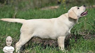 Λαμπραντόρ  Labrador ένας τετράποδος άγγελος. Συνέντευξη με τον Στάθη Βραχά.