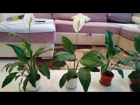 Video: Spathiphyllum Ali Preprosto 