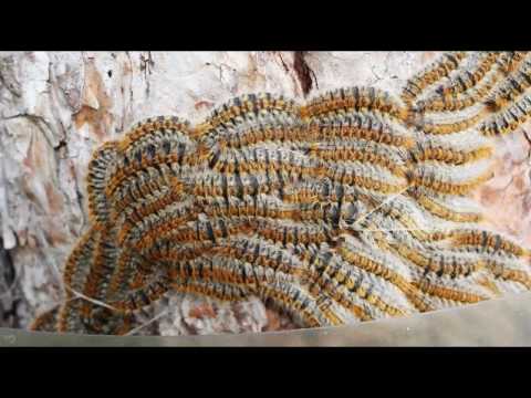 La chenille processionnaire