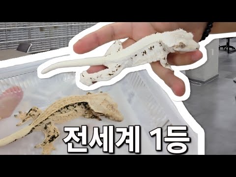 드디어 찾았습니다. 여기가 전세계 1황 크레스티드게코의 신 입니다. 보시면 압니다