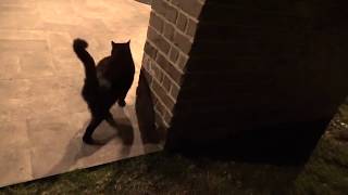 Houston, Texas - Total Lunar Eclipse (Blood Moon), Cat versus Moon