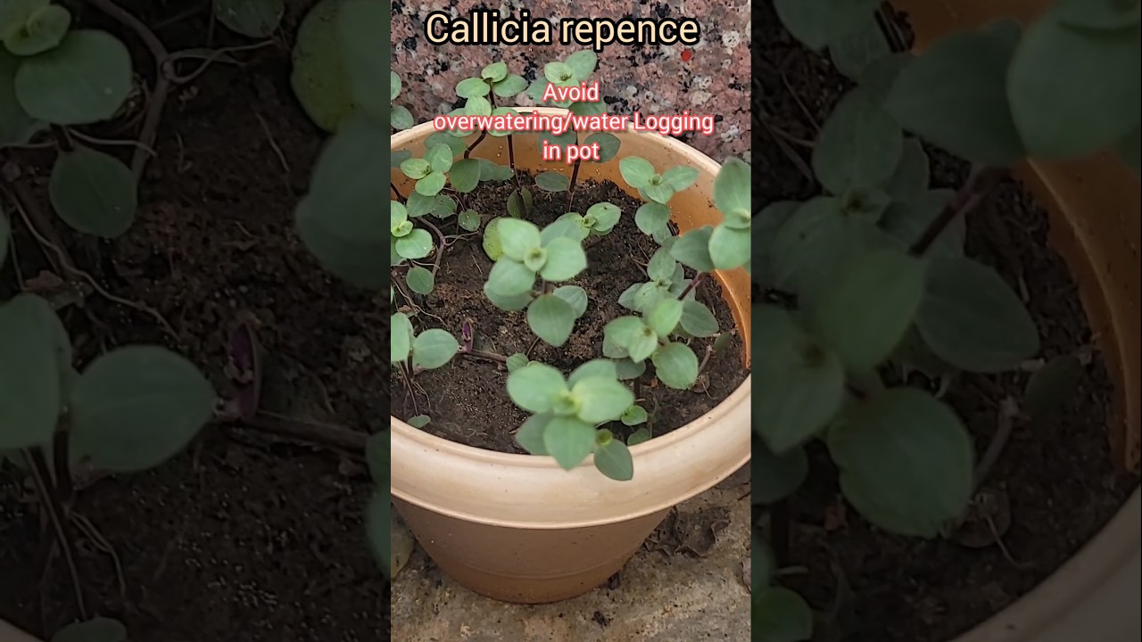 Soil mix for Purple turtle Vine plant/dual colour leafy callicia repence plant care