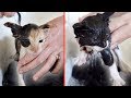 KITTENS FIRST BATH! *WARNING CUTENESS OVERLOAD* | NICOLE SKYES