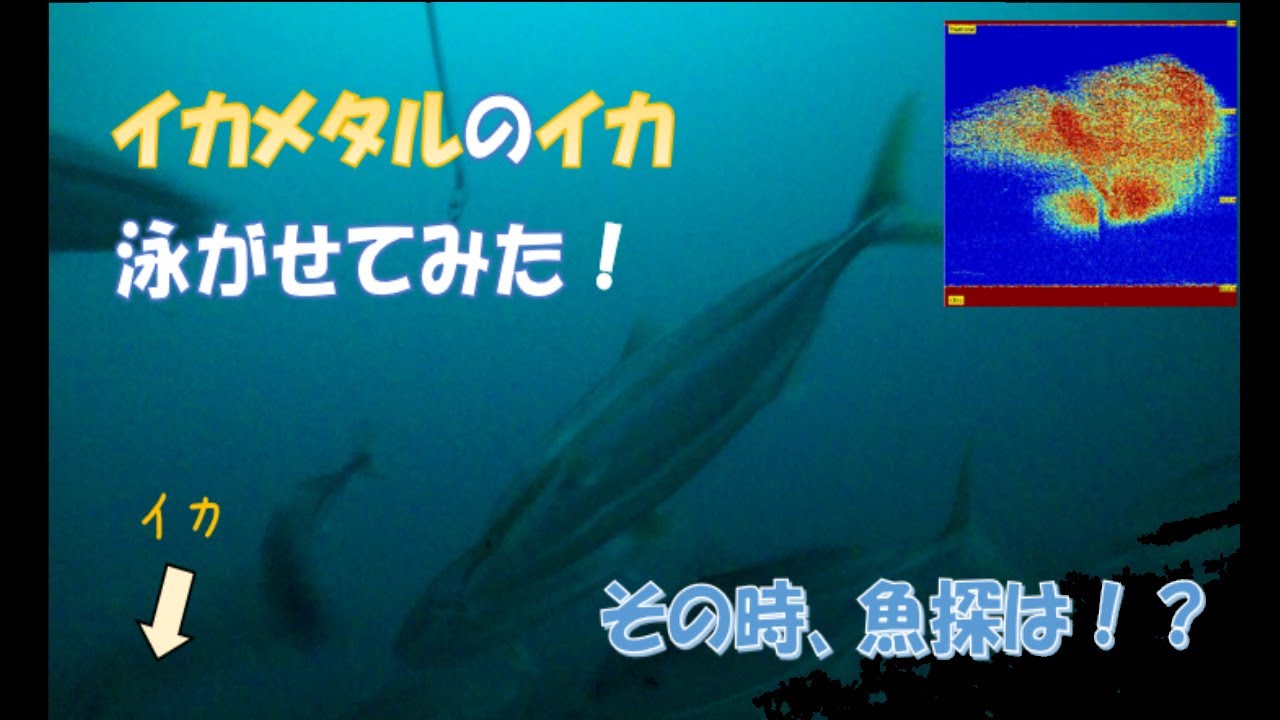 イカメタルをしながら イカを泳がせてみた ブリ乱舞やイカヒットシーン 衝撃の場面で魚探が捉えたものとは Youtube