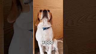 Best Type of Food for Beagles #beagle