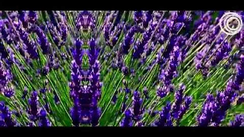 Jody Barr - Lavender Fields (Original Mix)