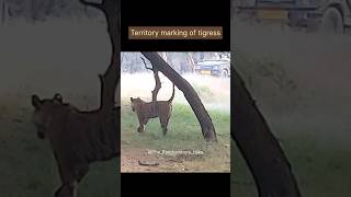 Territory marking of tigress#youtube#shorts#youtubeshorts#like#share#subscribe#wildlife#trend#viral#