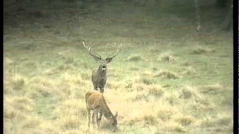 Hunting Deer in Sweden - Hunters Video