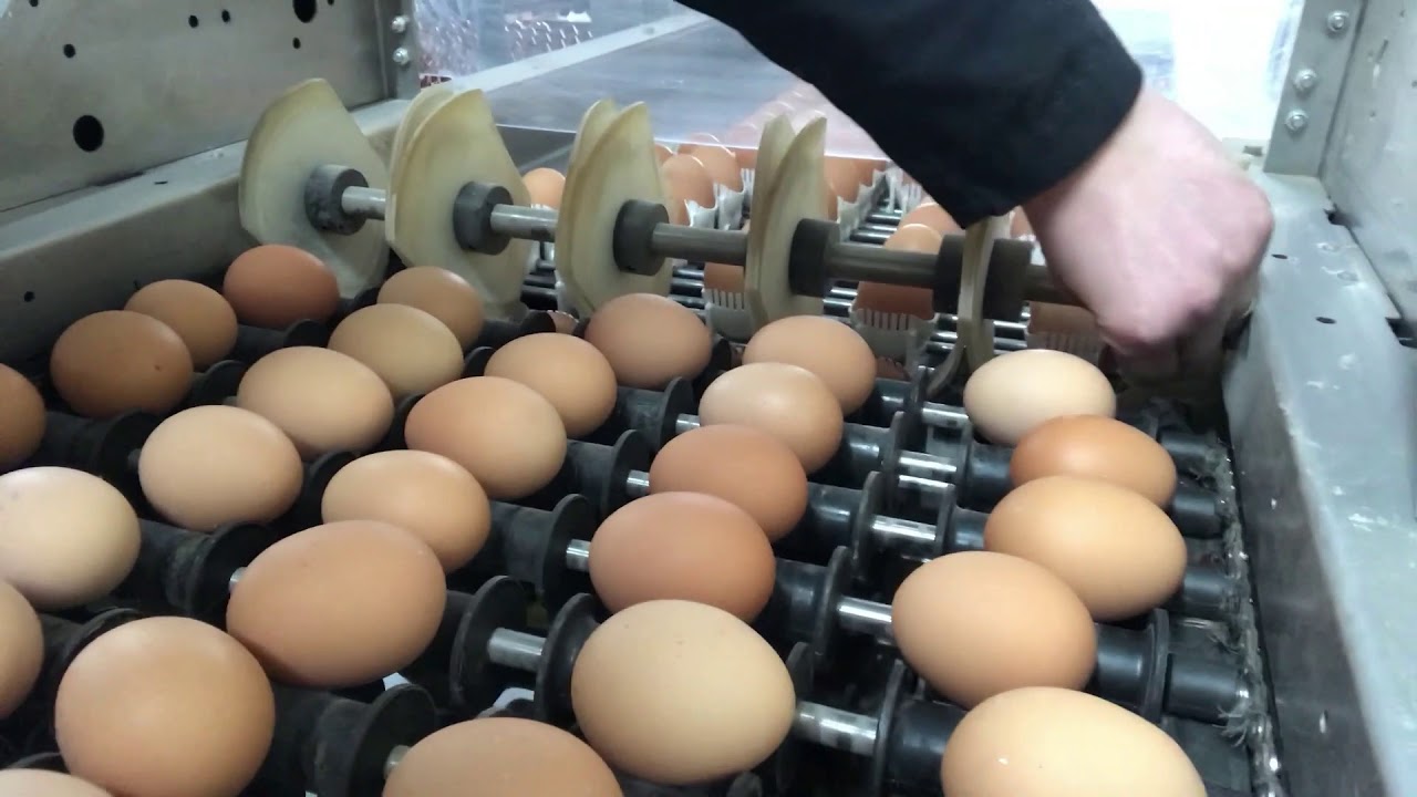 L'emballeuse Prinzen