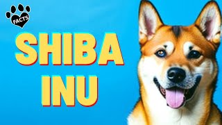 Shiba Inu Dogs 101  History, Appearance, and Personality